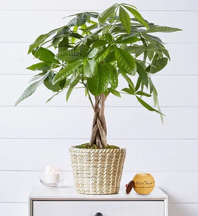 Money Tree Ultimate Plant Guide OBSiGeN