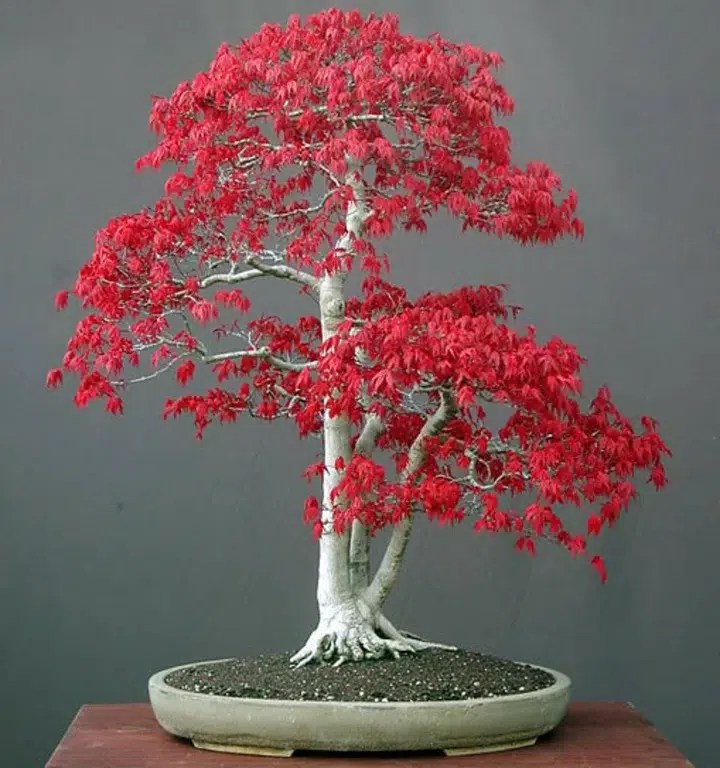 The Most Beautiful Bonsai Trees Decoholic