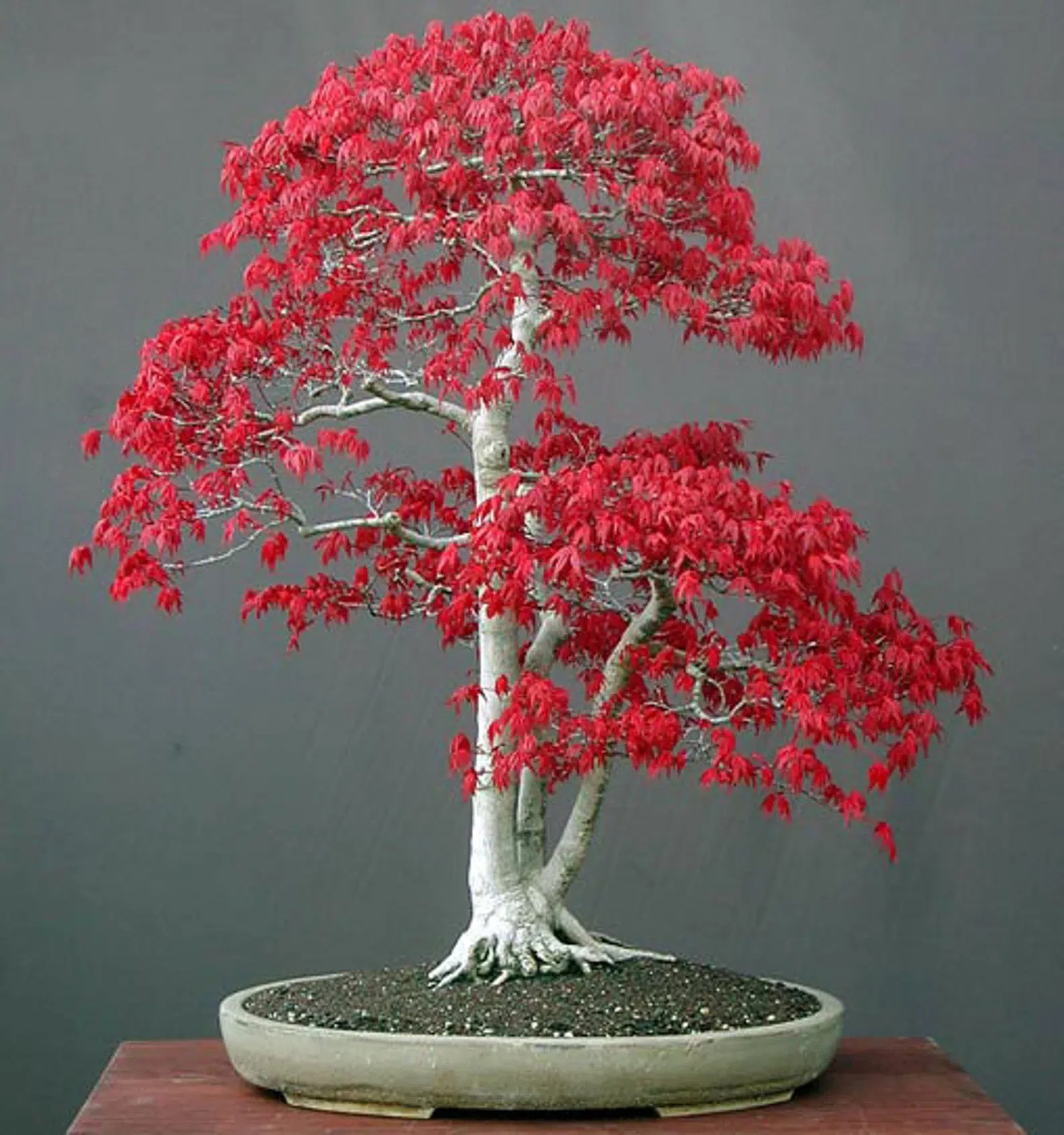The Most Beautiful Bonsai Trees Decoholic