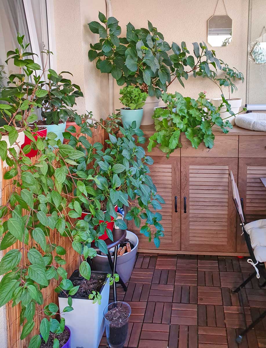 10 Plants That Thrive on My NorthFacing Balcony • DecoHomeDiary