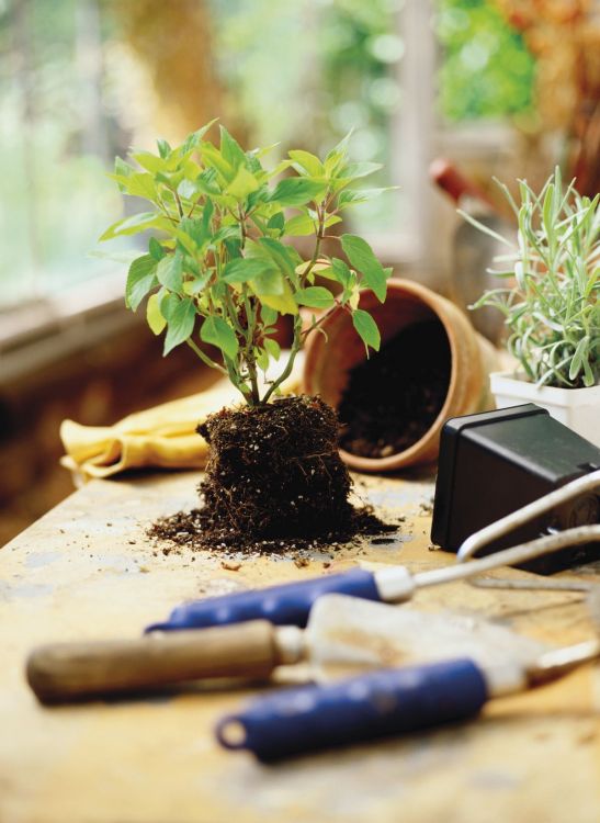 How to revive a dry, drowned or diseased plant 3 easy steps