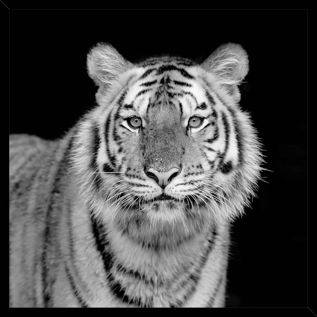 Magestic Tiger Framed Print 45cm x 45cm Decor Guru