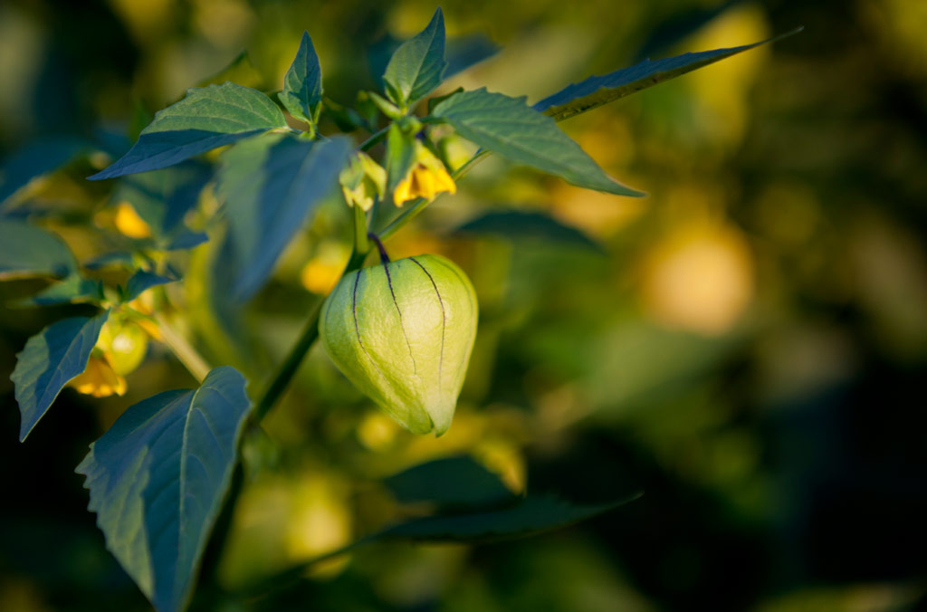 Growing Tomatillo Plants for Landscaping and Health Benefits Decorly