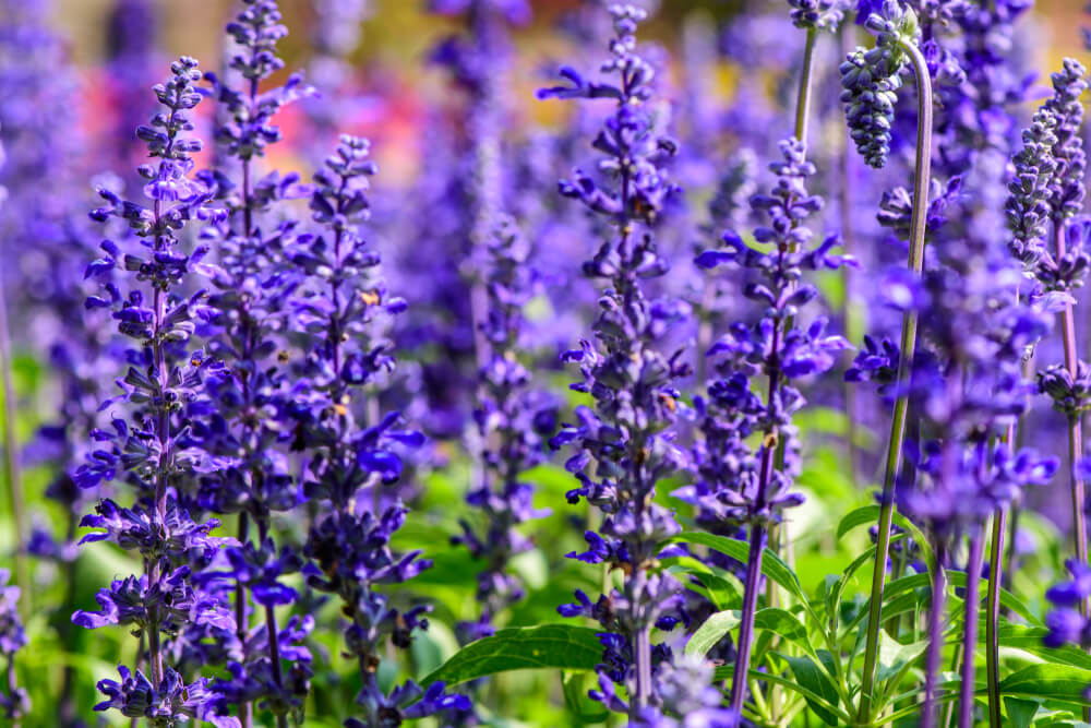 Planting Sage in your Garden Our Tips for Care and Uses