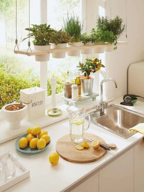 How To Decorate Plants In Kitchen Leadersrooms