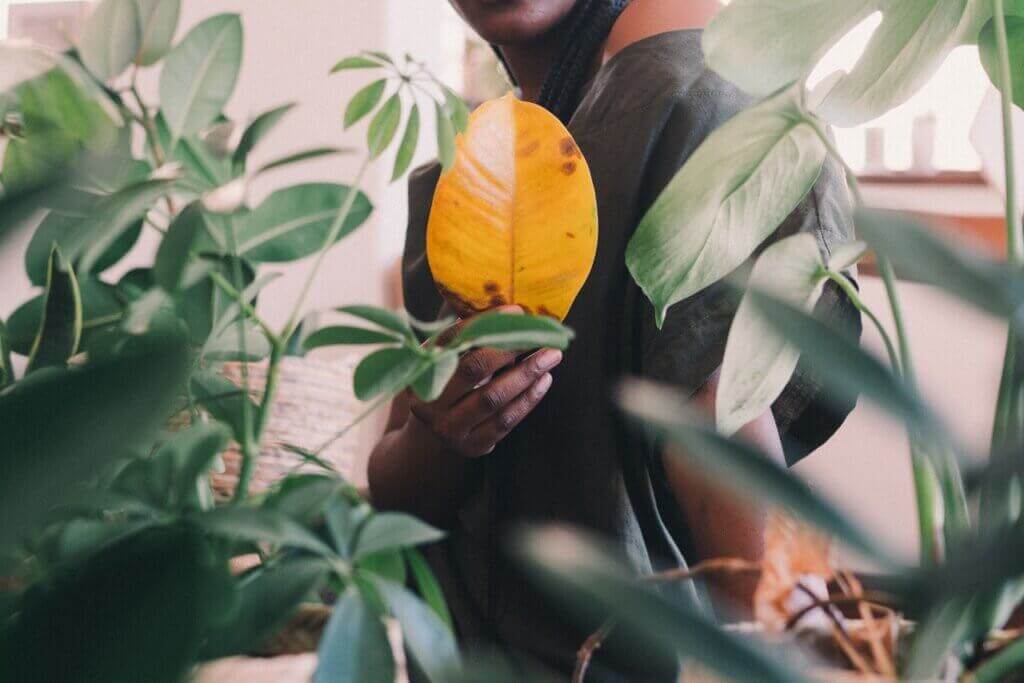 The Problems Heating Causes for Plants Decor Tips