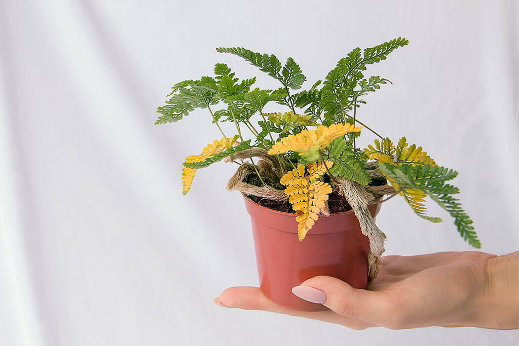 Prevent indoor plants from turning yellow home tricks