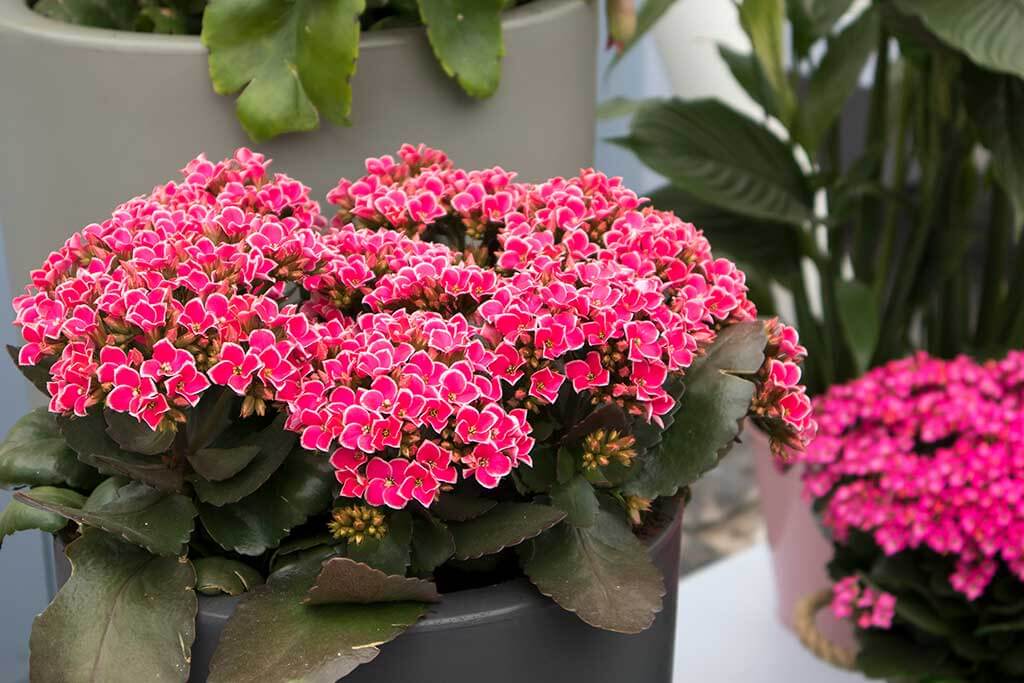 Kalanchoes The Beautiful Plant That's Easy to Care for