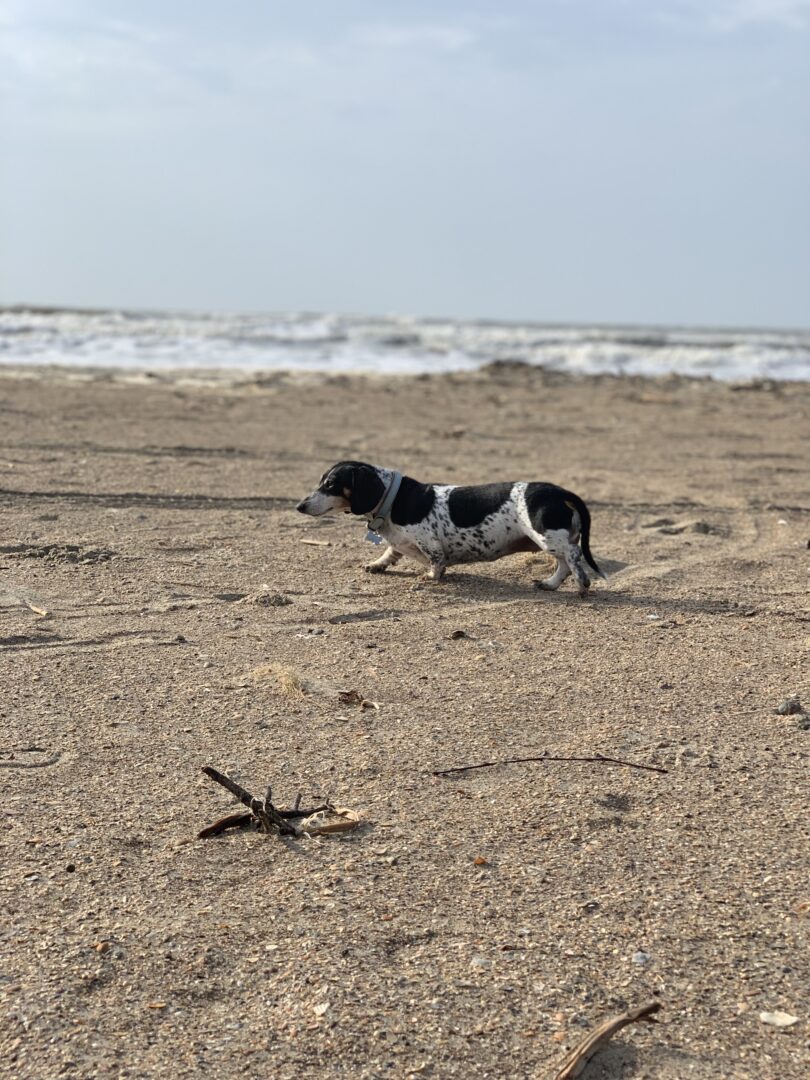 Are Dogs Allowed On The Beach In Galveston