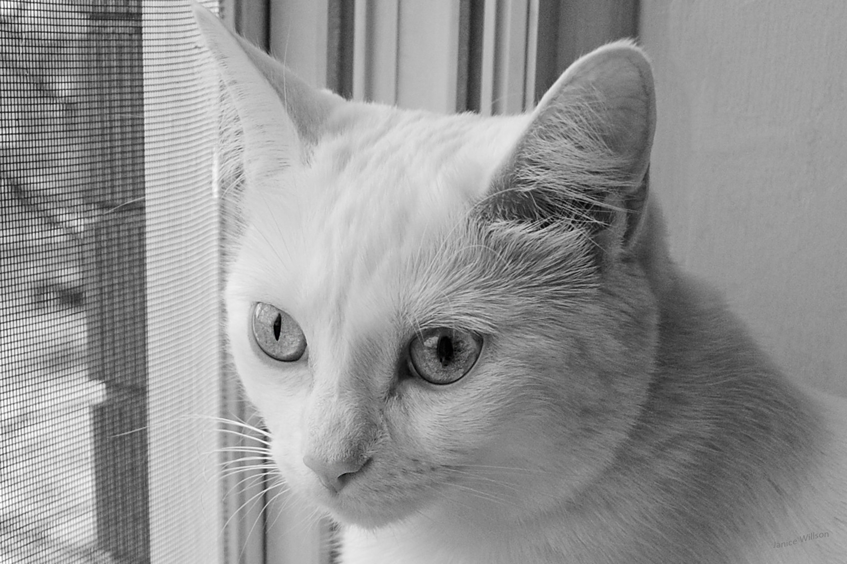 The Question of the Week pt 2 Decoscience