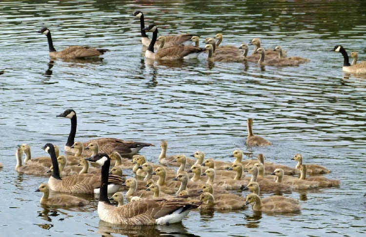 Geese Migration An Ultimate Guide DecoyPro