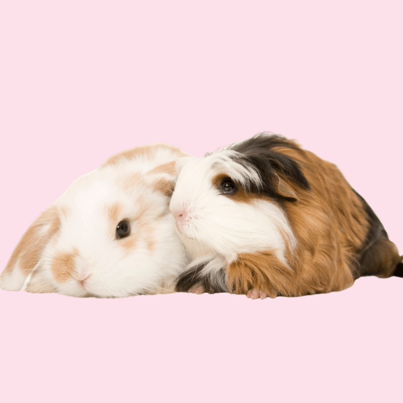 Shop Our Sale Dec's Pets Ireland's Friendliest Pet Store