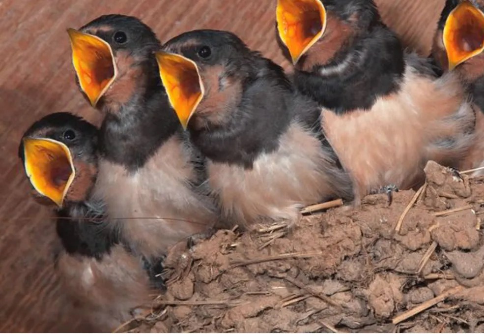 Nesting Birds Dedham Vale Tree Surgery