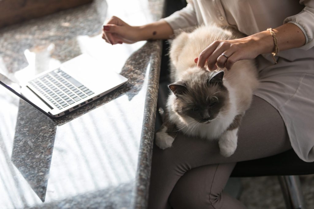 Online Forms Dedham Veterinary Associates Dedham, MA Veterinarian