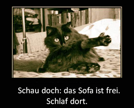Lustige Tierbilder