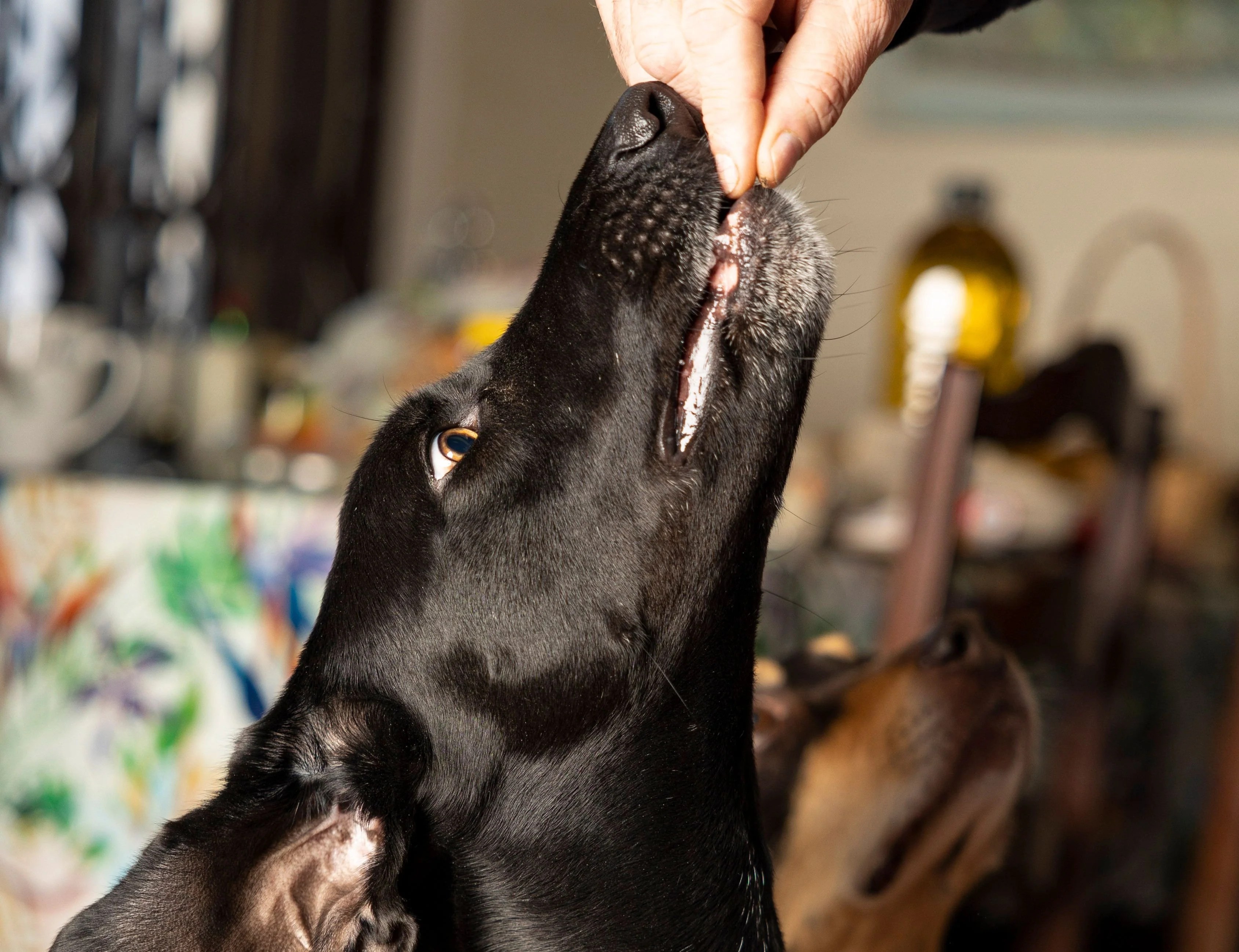 How often should dogs eat rabbit ears? DeeDoggy