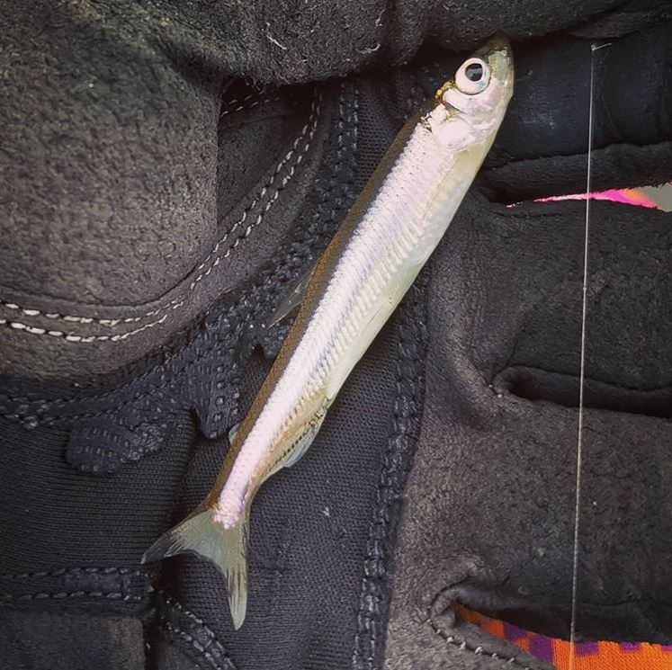 琵琶湖を騒がせる張本人。 小さな魚が、ビッグレイクを激変させました… 琵琶湖 ワカサギ ベイト調査 サイズはだいたい10cm弱 居る