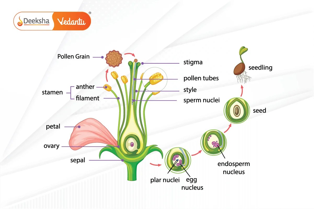 Sexual Reproduction in Plants and Animals Class 10 Science