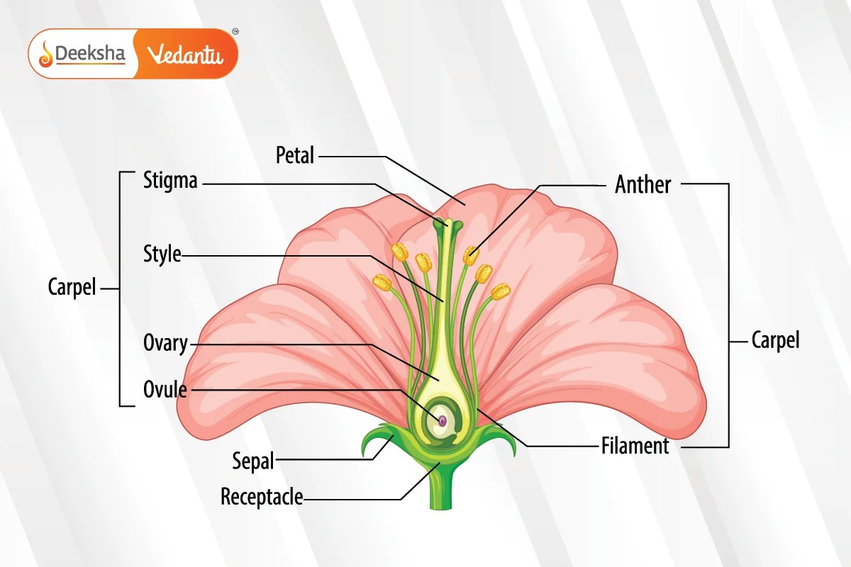 Sexual Reproduction in Plants and Animals Class 10 Science
