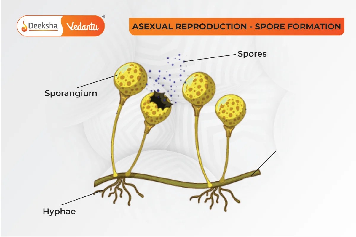 How Do Organisms Reproduce? Class 10 Science Guide