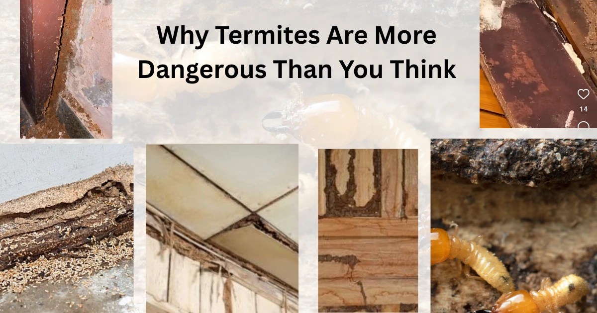 Why Termites Are More Dangerous Than You Think DeemakRoko