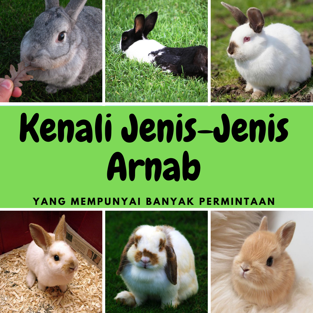 Review Of Penternakan Arnab 2022