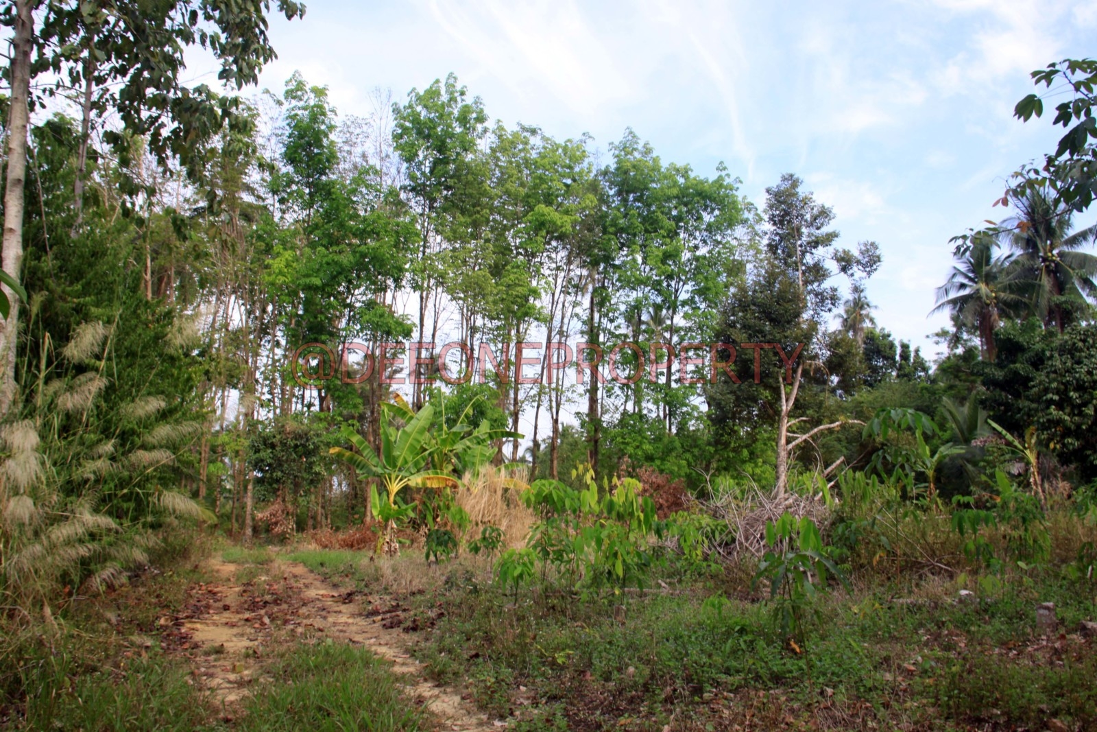 4 Rai Flat Land for Sale North East Coast, Koh Chang