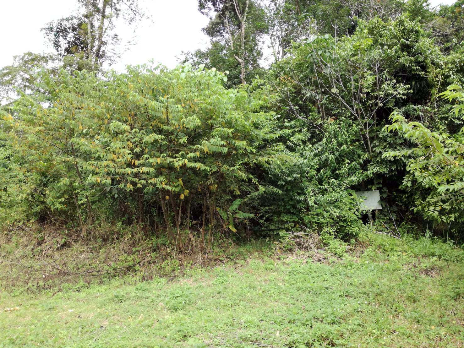 Small House Plot for Sale North West Coast, Koh Chang