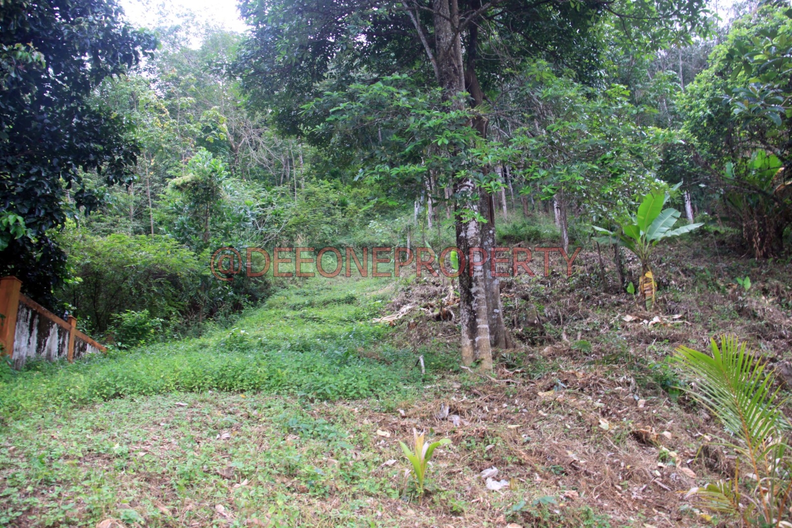 Land on the Hill for Sale North West Coast, Koh Chang