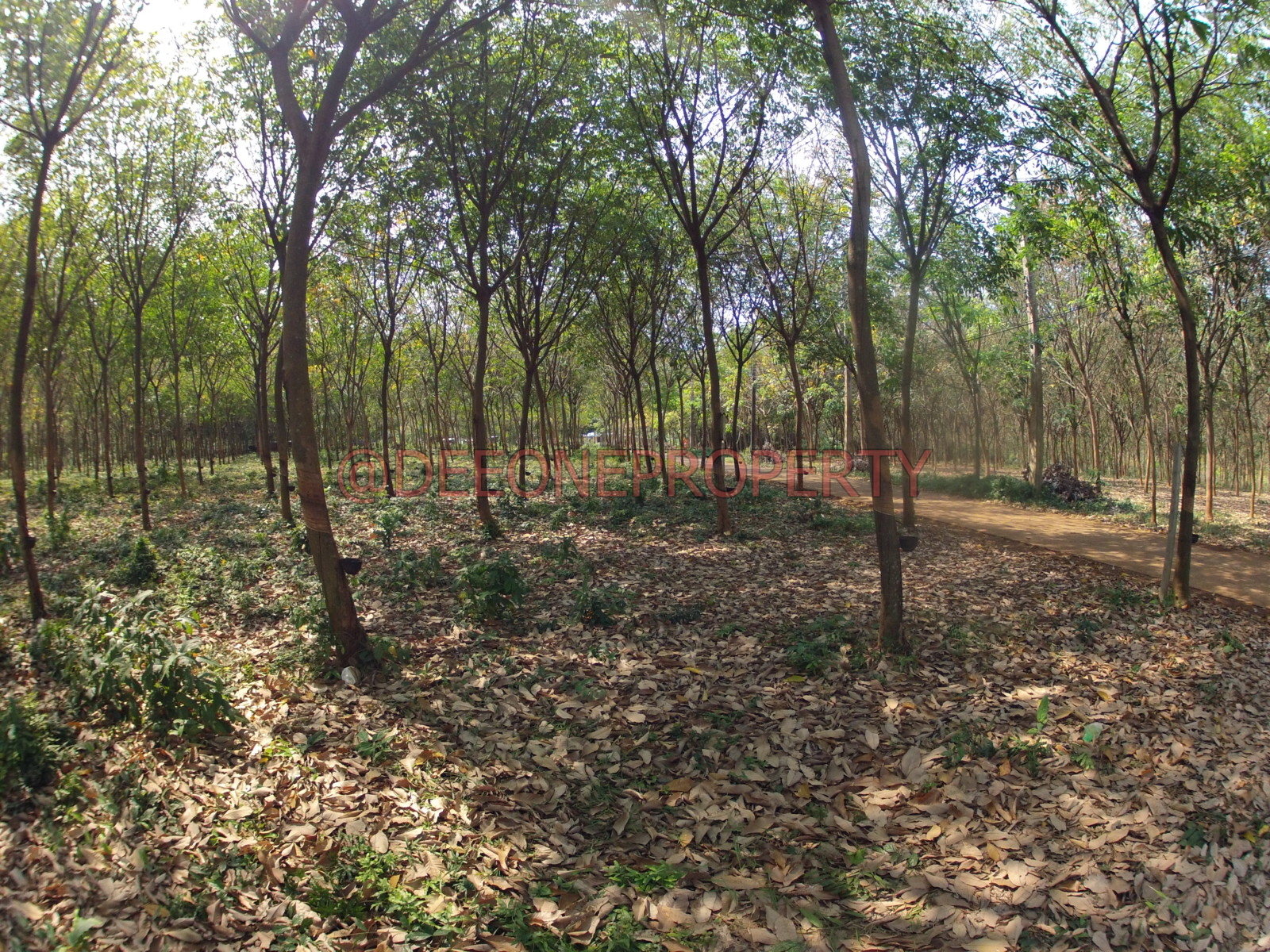 5 Pieces of 1 Rai in Center Island for Sale Koh Mak