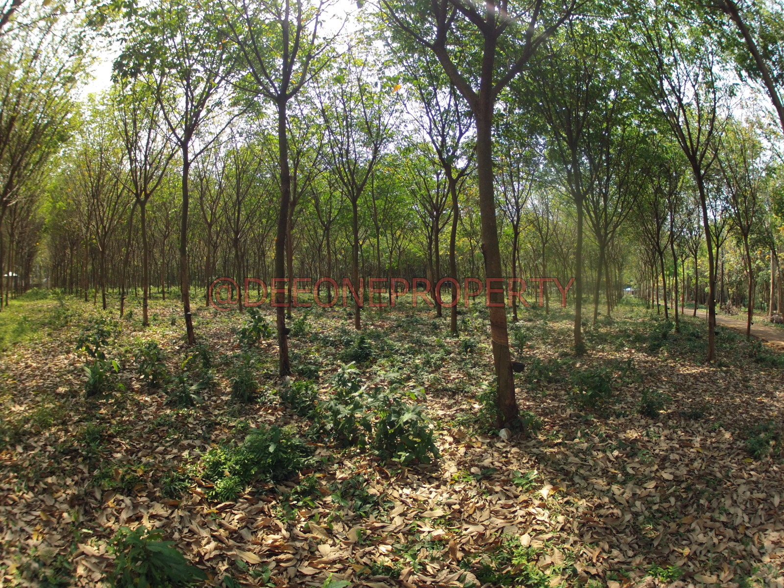 5 Pieces of 1 Rai in Center Island for Sale Koh Mak