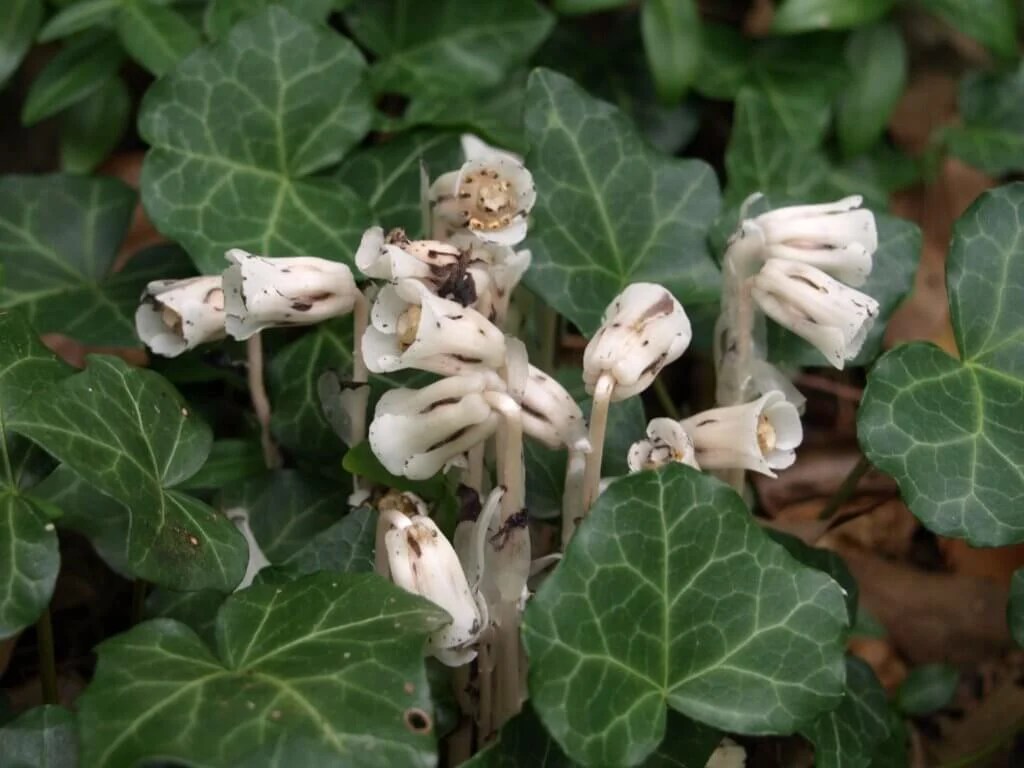 Native Plant Profile Ghost Flower Deep Creek Times