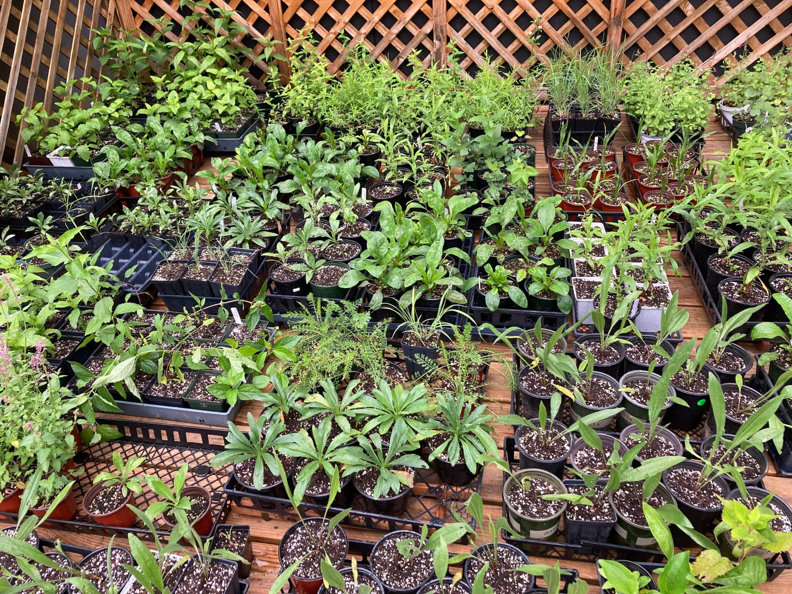 Native Plant Sale at Sang Run State Park Deep Creek Times