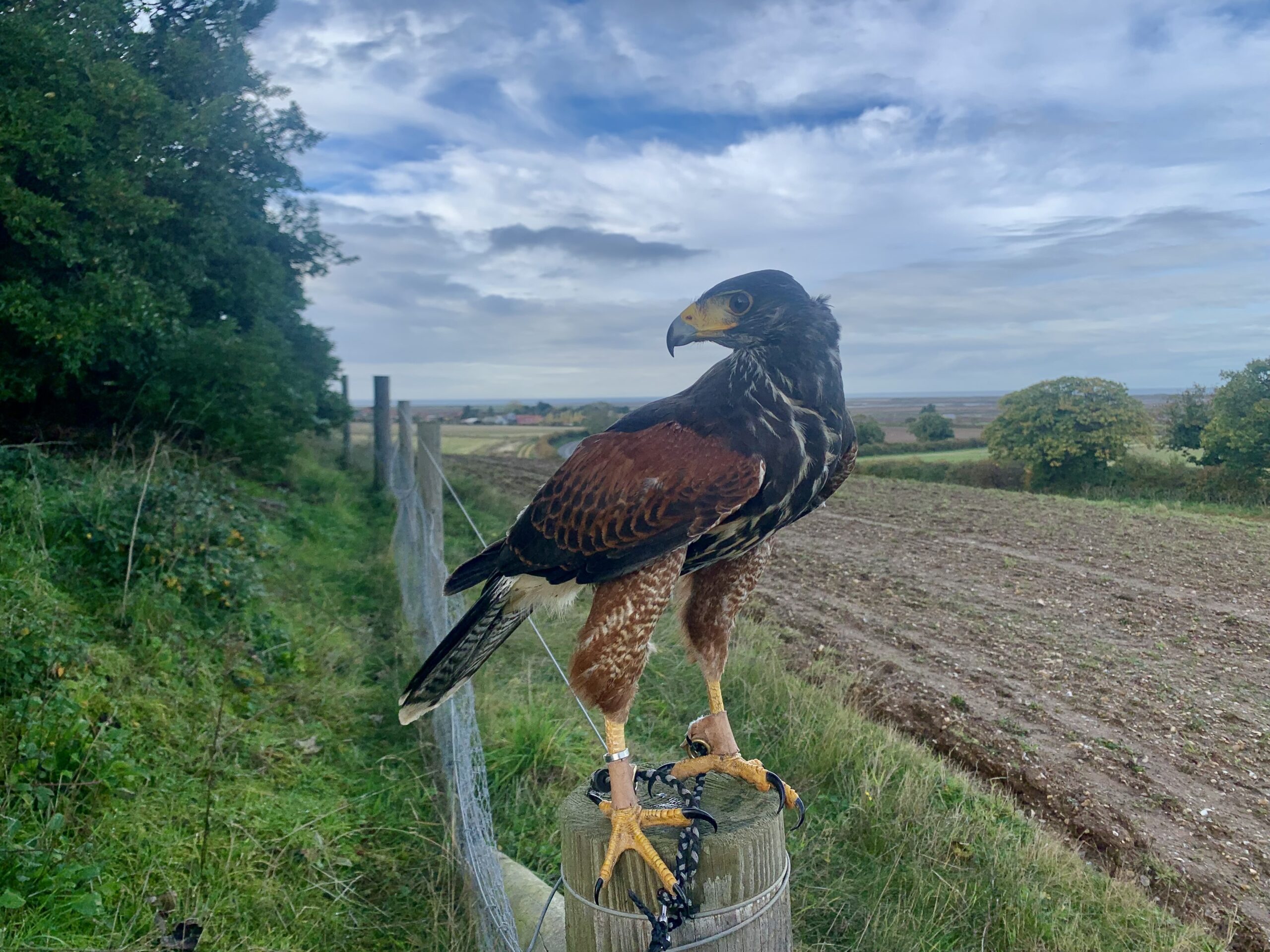 Kevin the Harris Hawk Deepdale Farm