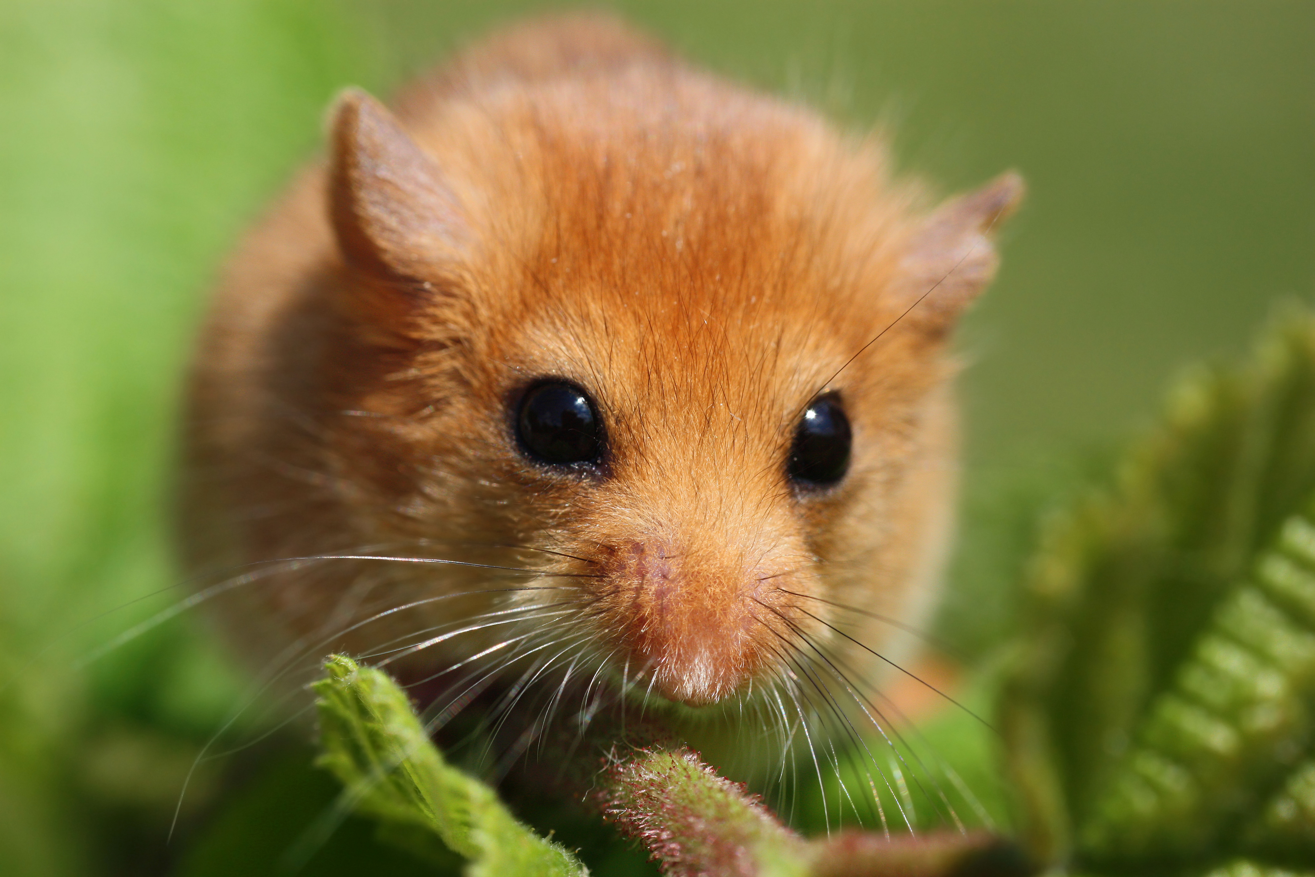 Dormouse surveys Deepdene Ecology Ltd