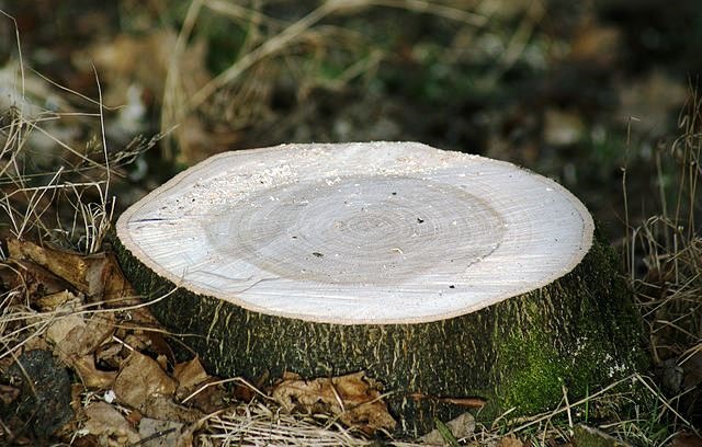 How to Kill a Tree Stump Without Poisonous Chemicals Deep Green