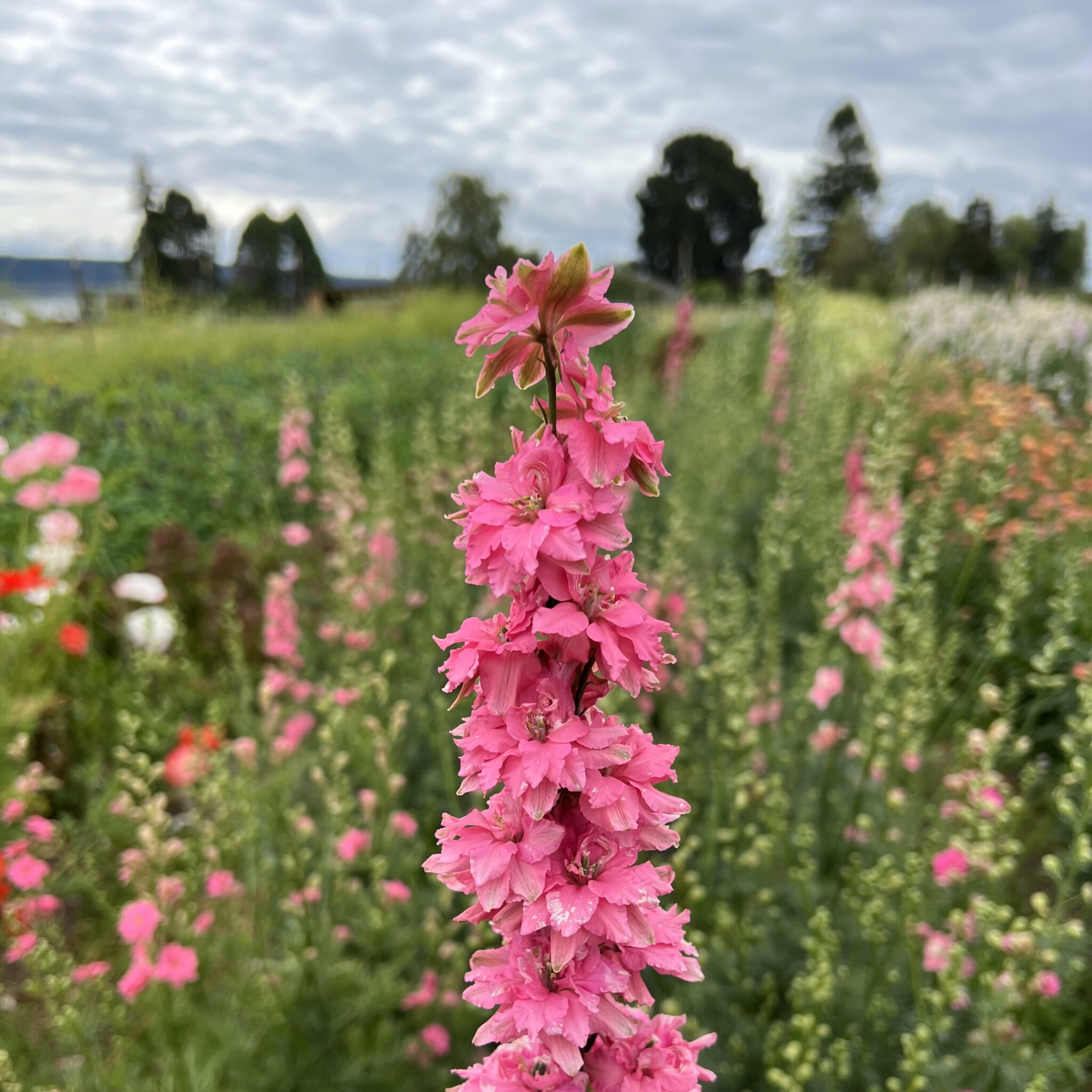 Larkspur Salmon Beauty Deep Harvest Farm