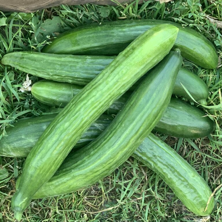 Cucumber Telegraph Deep Harvest Farm