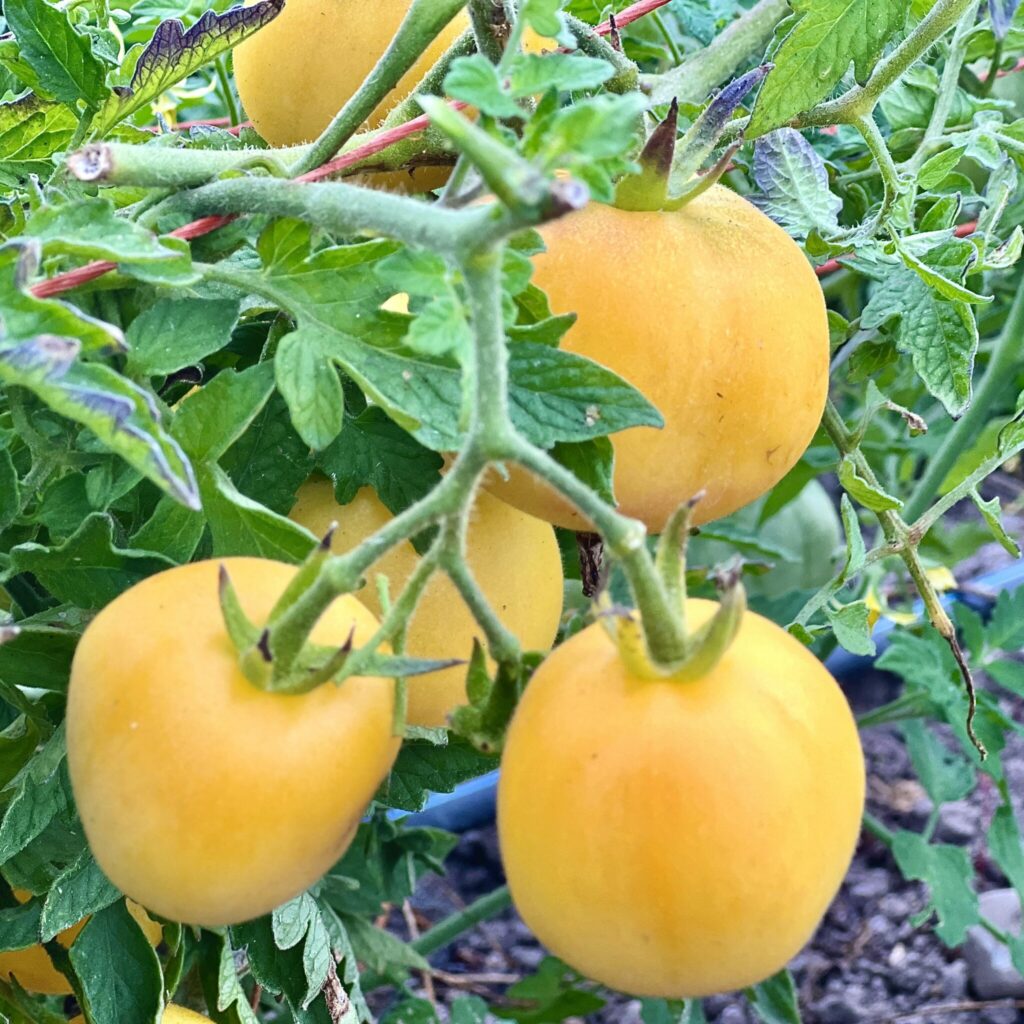 Tomato Garden Peach Deep Harvest Farm