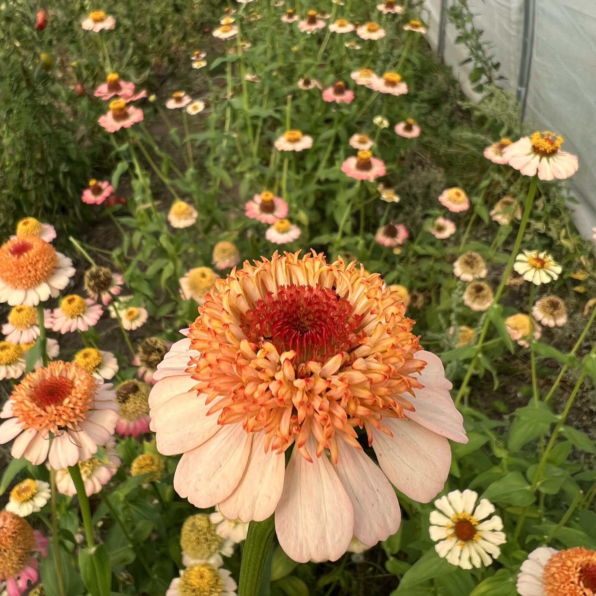 Zinnia Zinderella Peach Deep Harvest Farm
