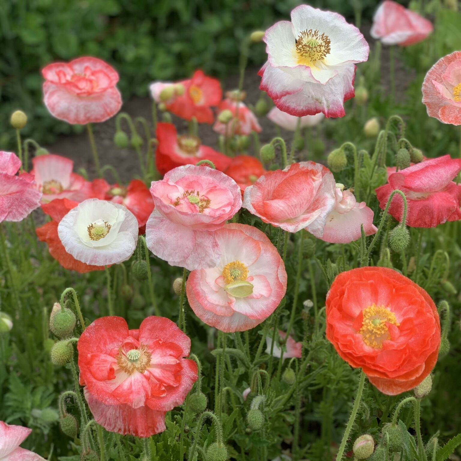 Poppy Falling in Love Deep Harvest Farm