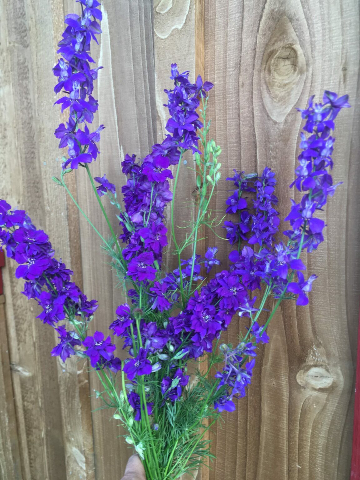 Larkspur Giant Imperial Blue Spire Deep Harvest Farm