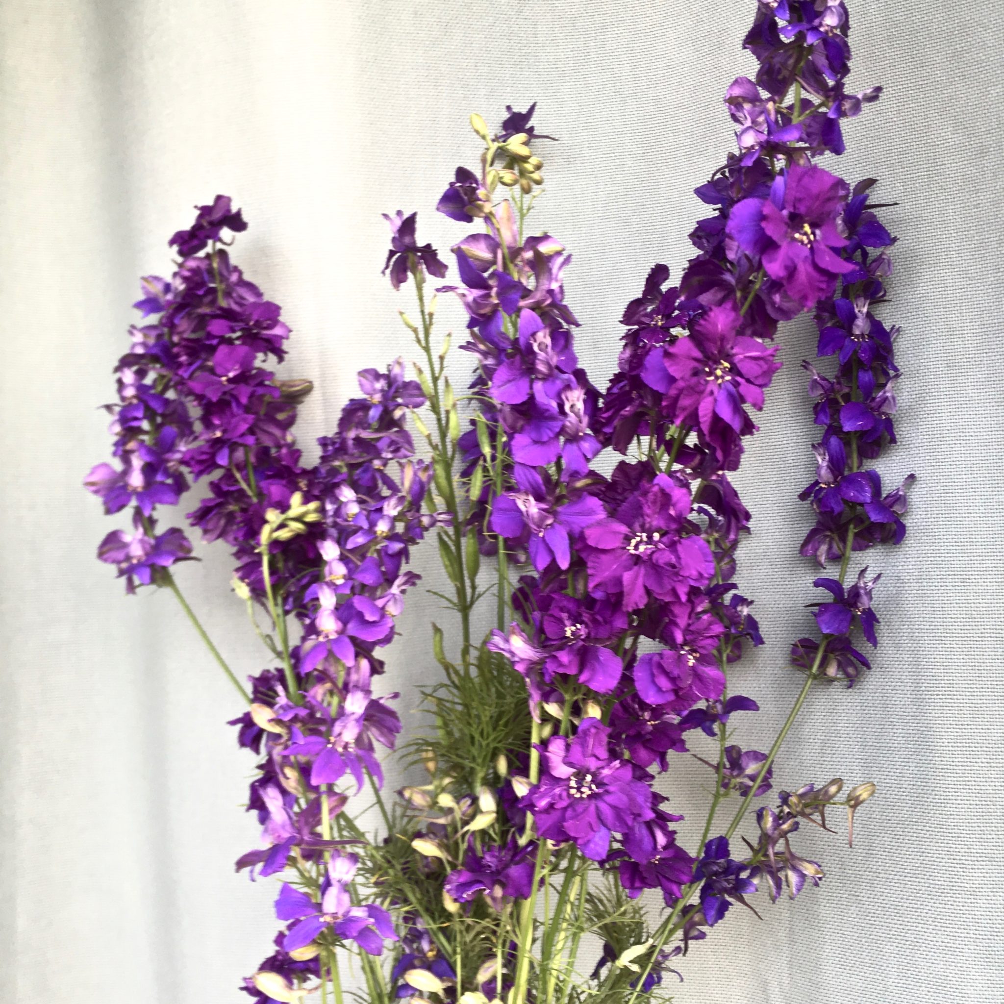 Larkspur Giant Imperial Blue Spire Deep Harvest Farm