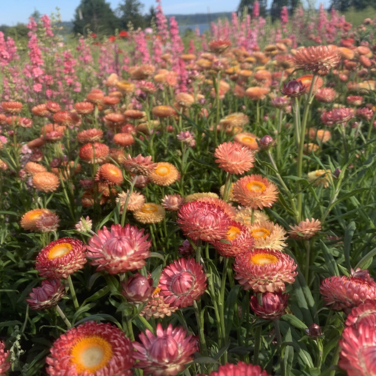 Strawflower Apricot Peach Deep Harvest Farm