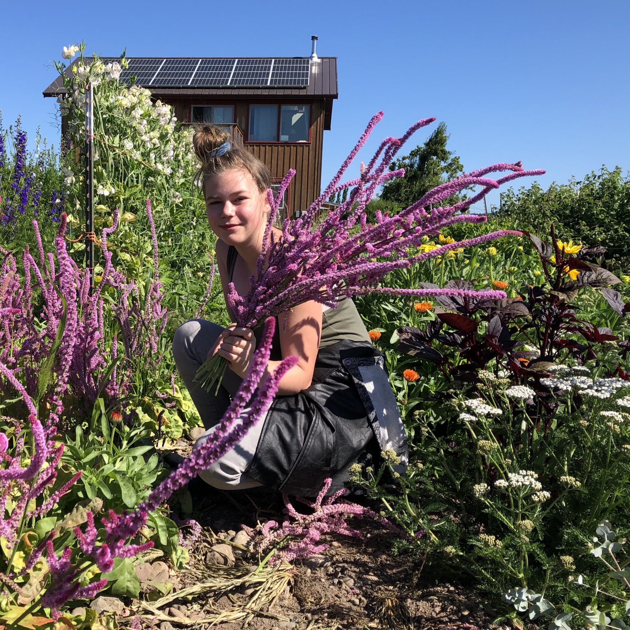 Russian Statice Deep Harvest Farm