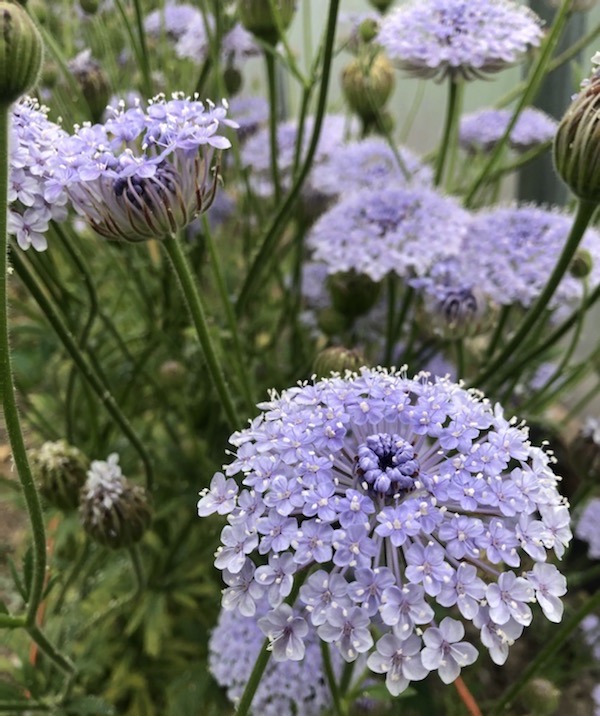 Didiscus Lacy Lavender Blue Deep Harvest Farm