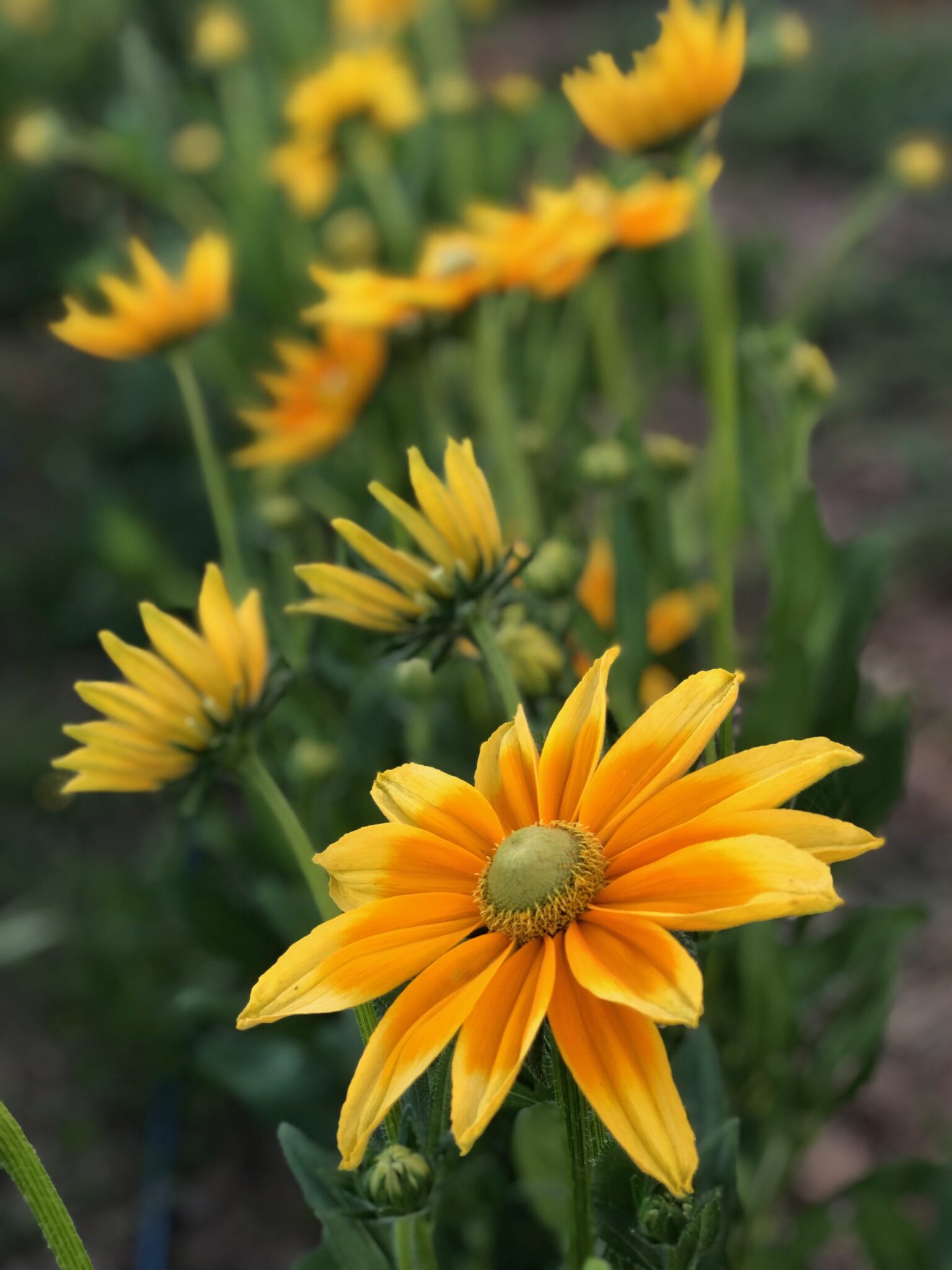Rudbeckia Prairie Sun