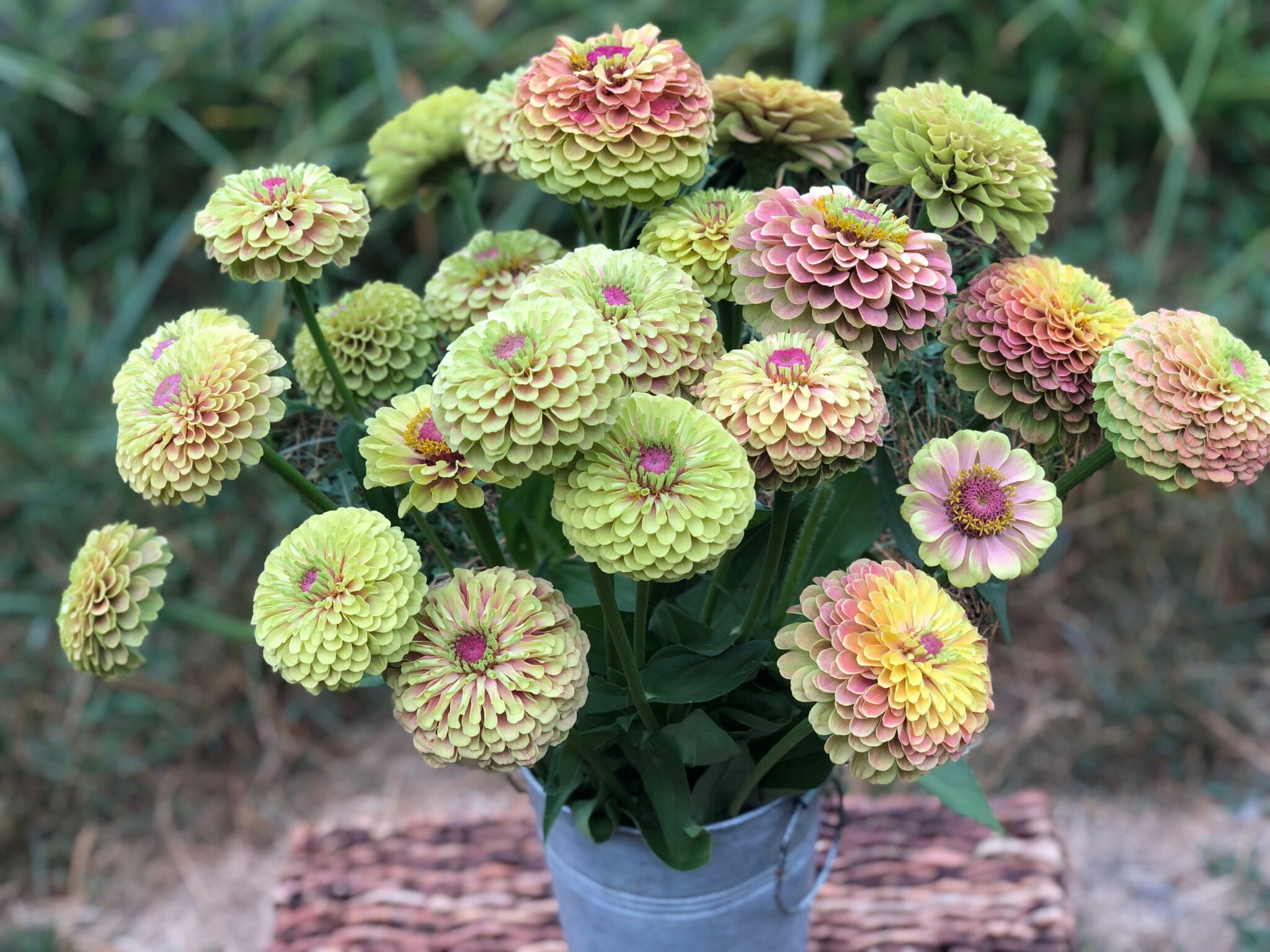 Zinnia Queen Lime with Blush Deep Harvest Farm
