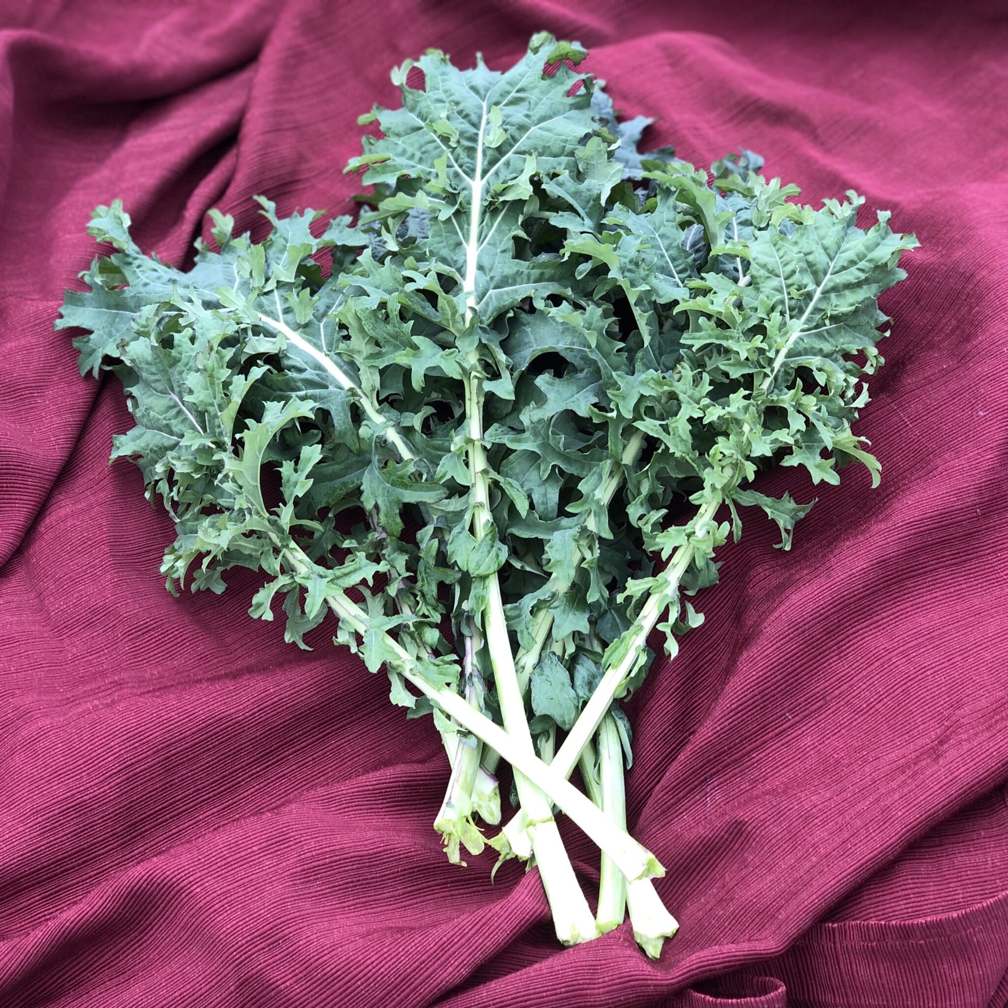 Kale Russian Hunger Gap Deep Harvest Farm