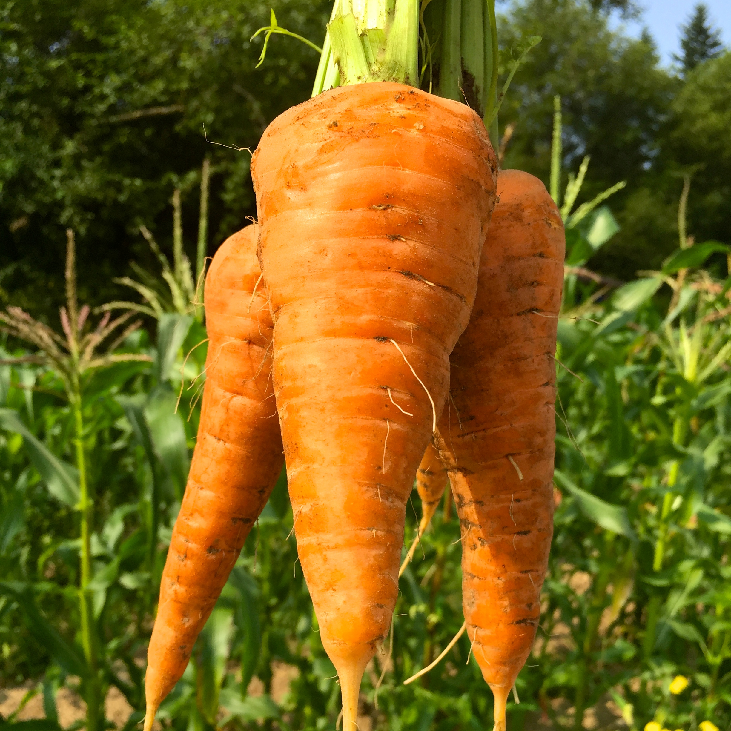 Carrot Red Core Chantenay Deep Harvest Farm